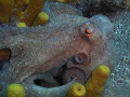   taken my casio z85 internal flash set soft 15 meters water after great dive wrecks Lanzarote. Lanzarote  